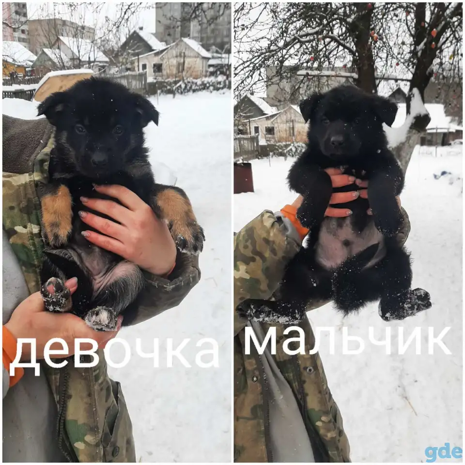 Щенки немецкой овчарки, фотография 1