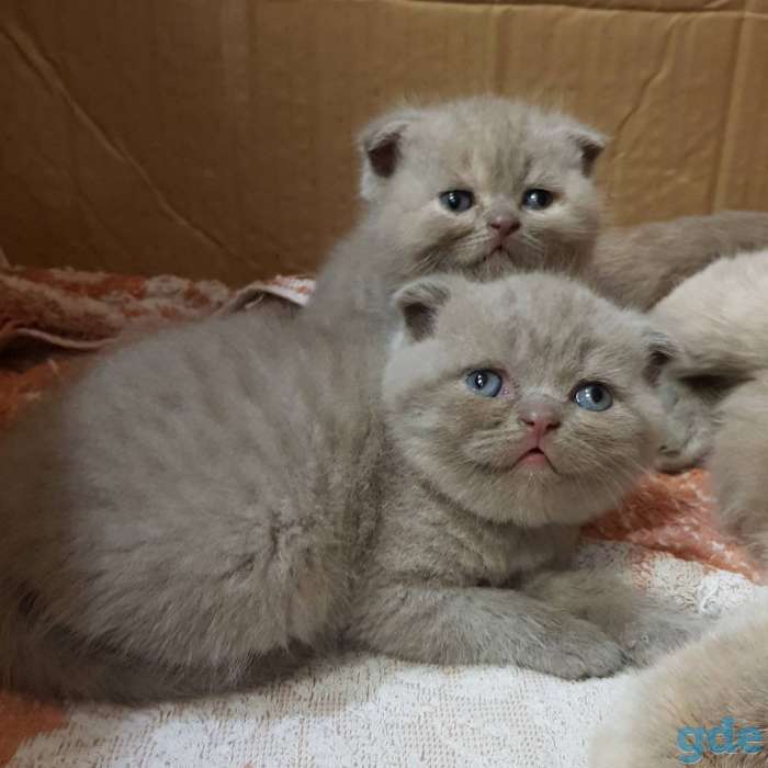 Шотландские котята, фотография 3