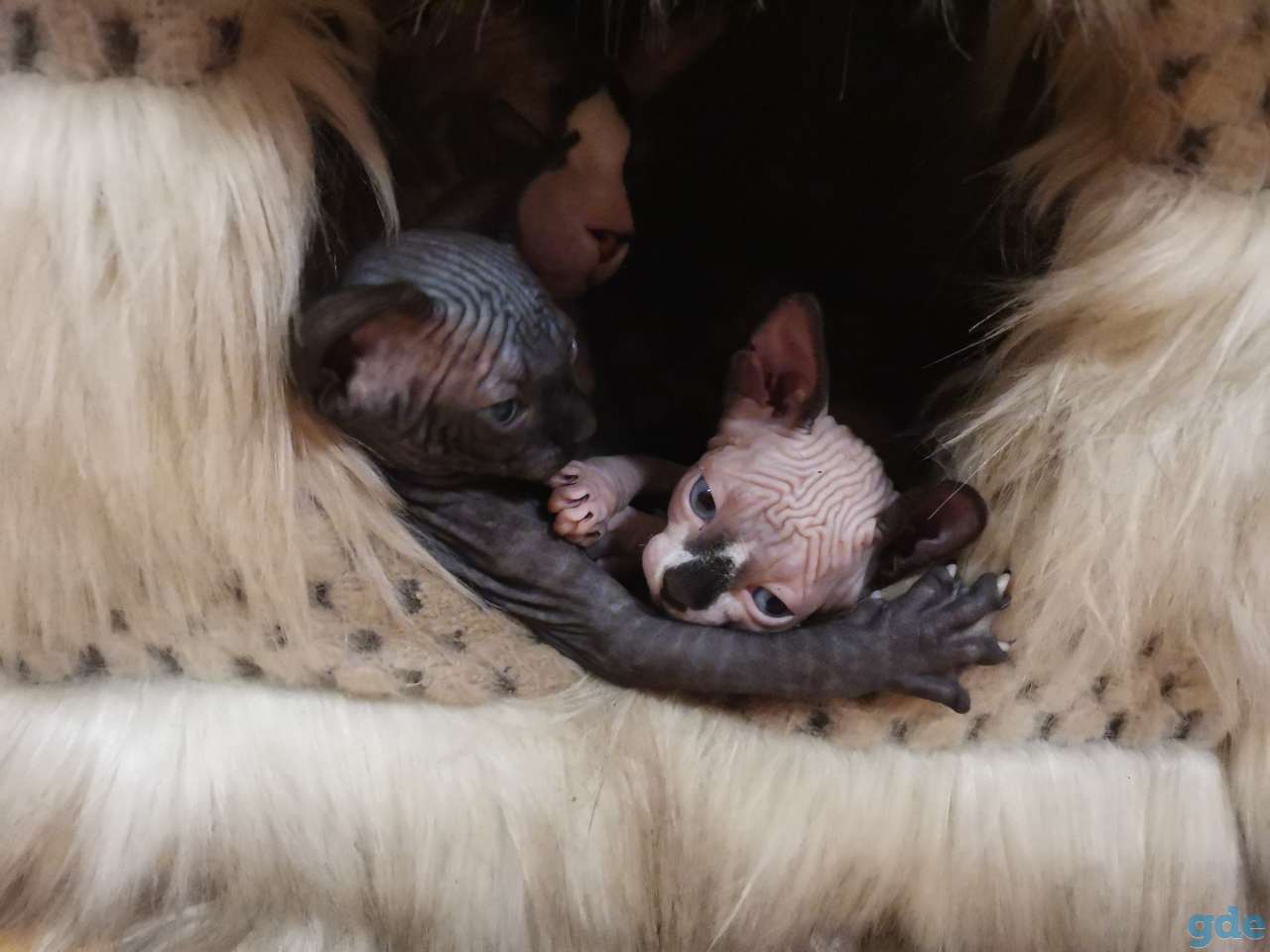 Каналский сфинкс котята, фотография 4
