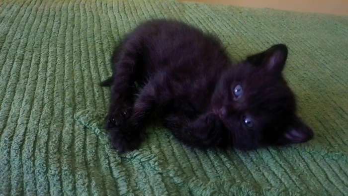 Котята красивые, фотография 5