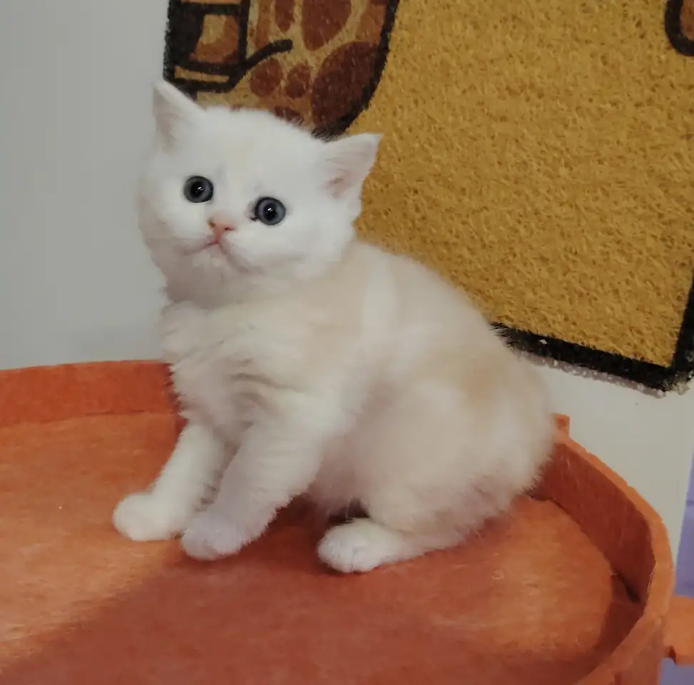 Шотландский котенок, кот., фотография 2