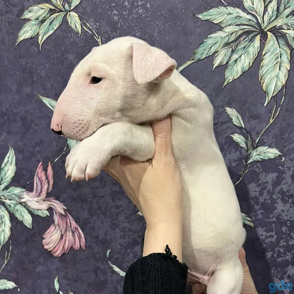 Бультерьера щенки, фотография 1