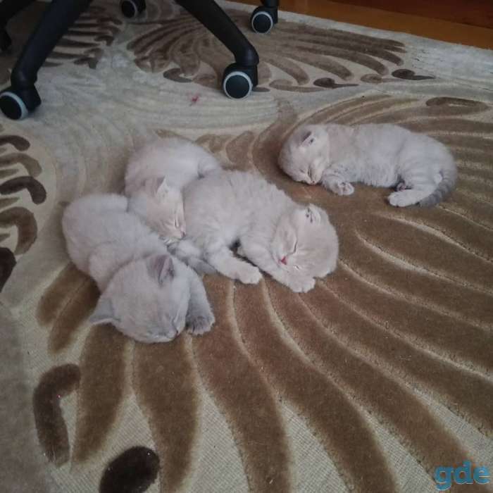 Котята шотландские вислоухие, фотография 3