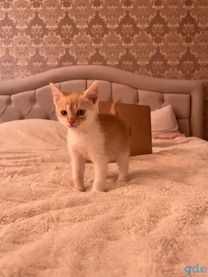 Миленький котенок ищет свой дом, фотография 4