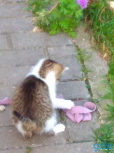 Котенок ищет дом срочно, фотография 2