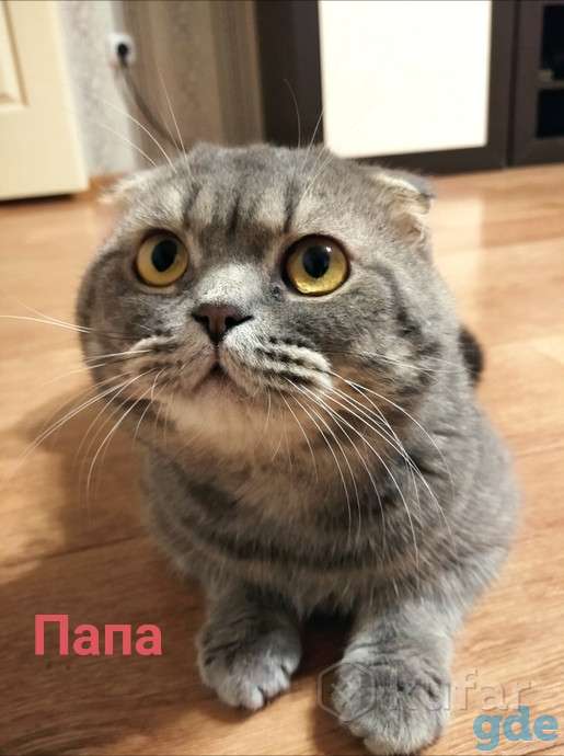 Шотландские котята, фотография 4