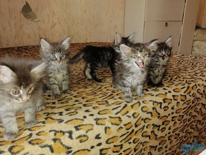 Котята породы Мейн Кун, фотография 1