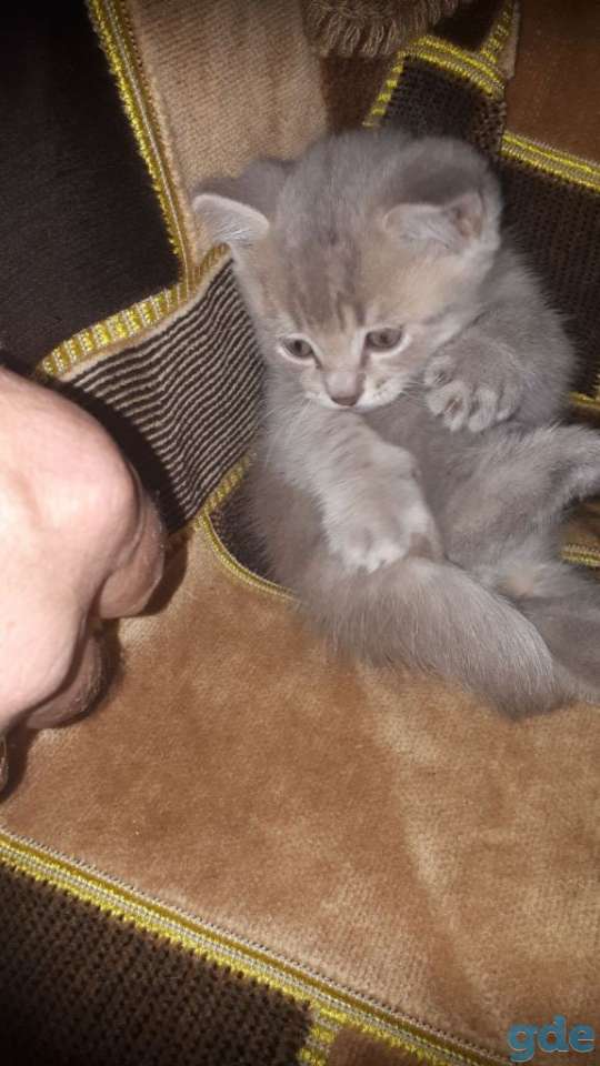 Шотландский котик, фотография 4