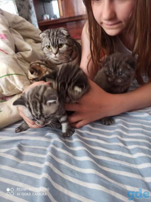 Шотландские котята, фотография 2