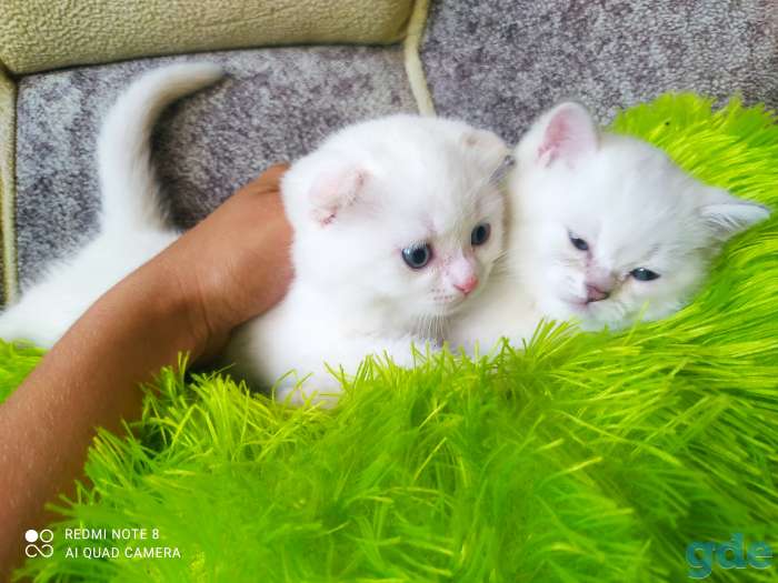 Шотландские котята, фотография 9