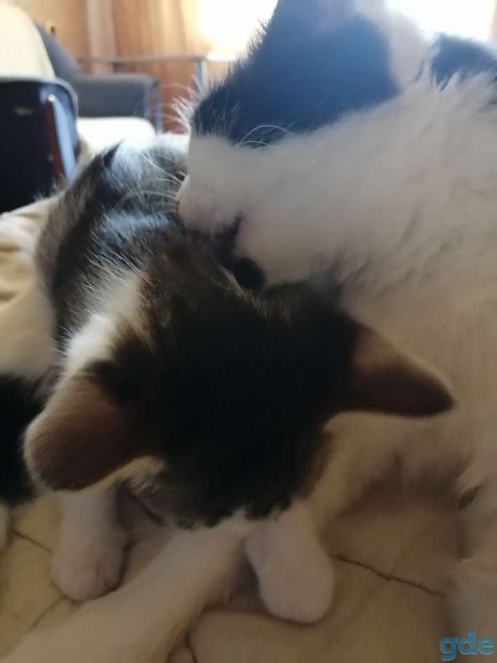 Котёнок в хорошие руки, фотография 4