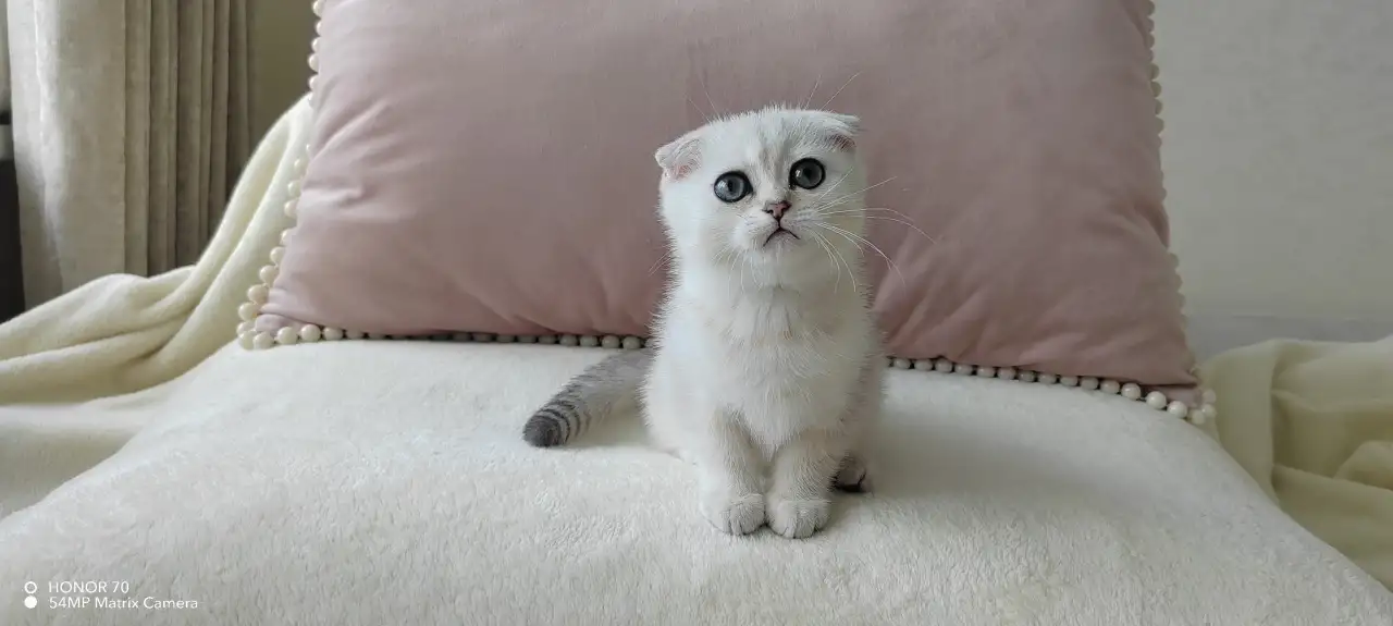 Шотландские котята, фотография 5