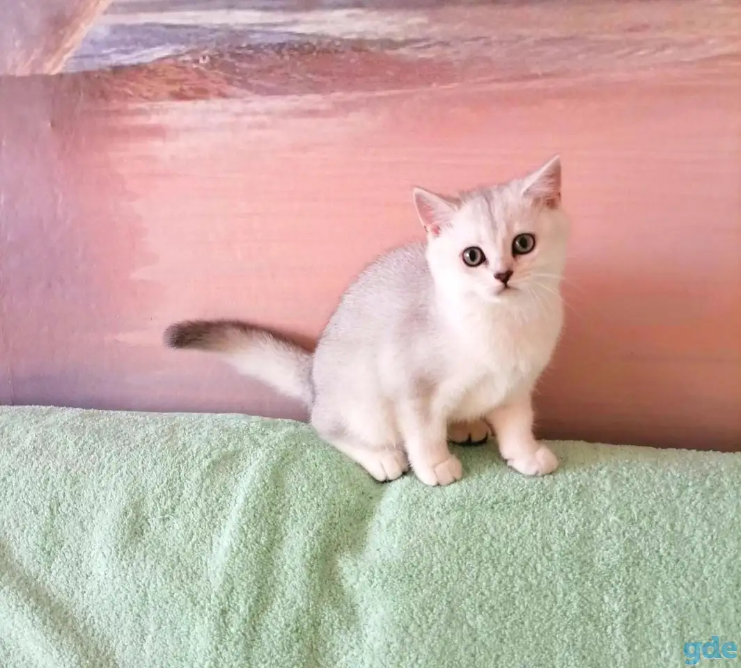 Британские котята, фотография 3