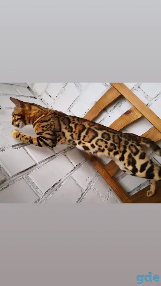 Бенгальские котята разного возраста и окраса, фотография 4
