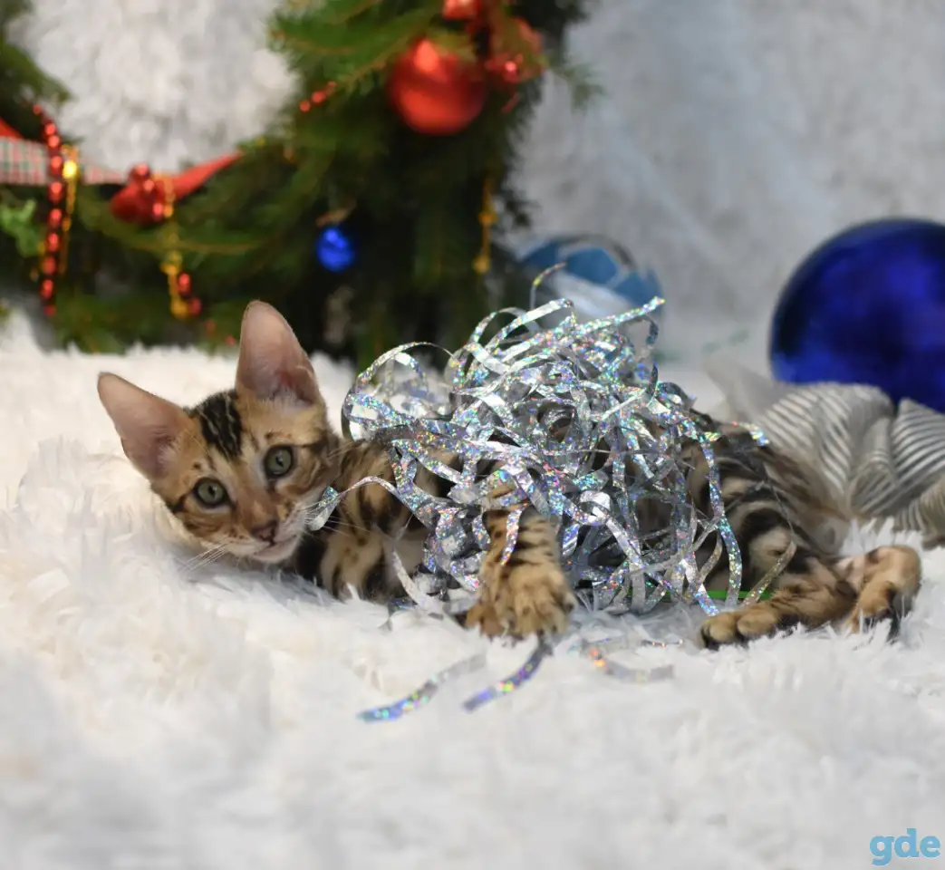 Маленькие бенгальские котята: мальчик, фотография 3
