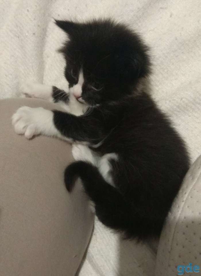 Котята, фотография 3