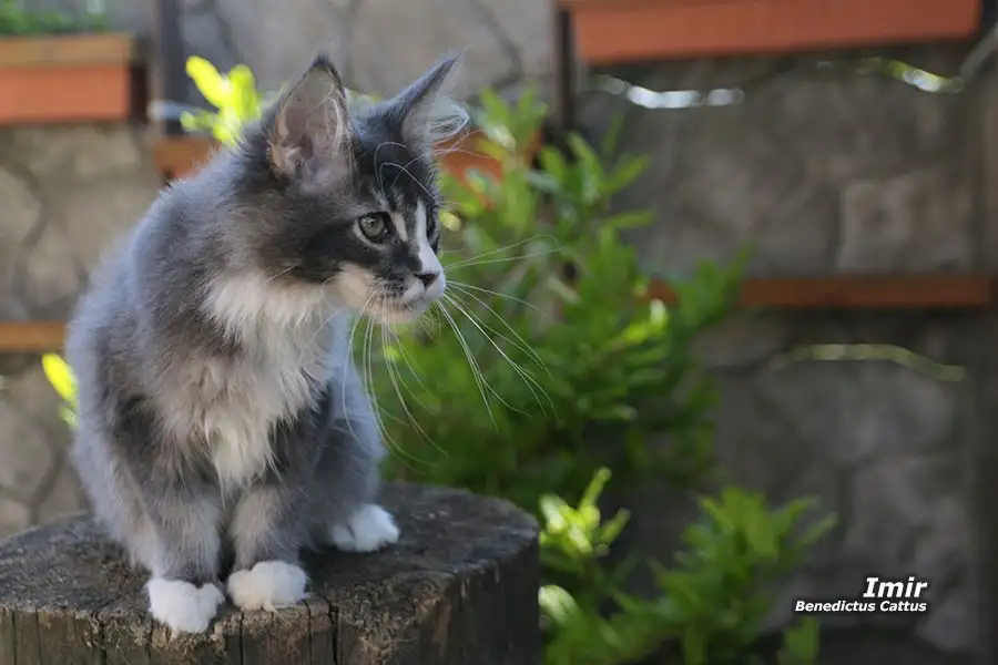Мейн-кун  котёнок  мальчик, фотография 3