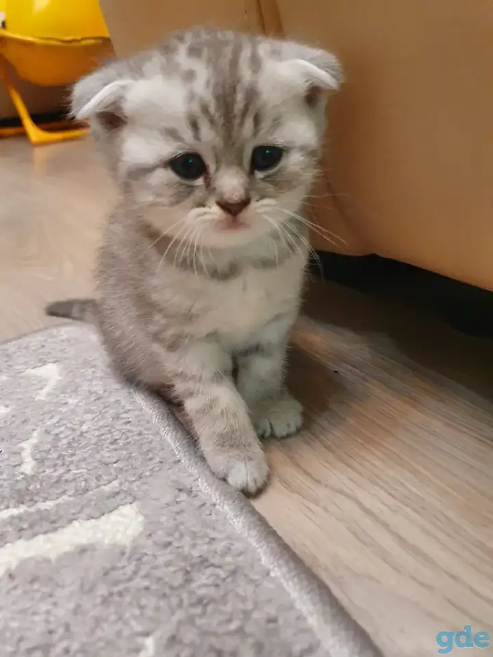 Котята, фотография 12