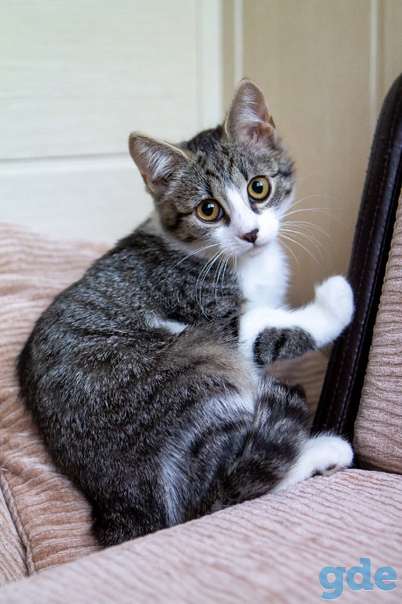 Котенок ищет дом, фотография 3