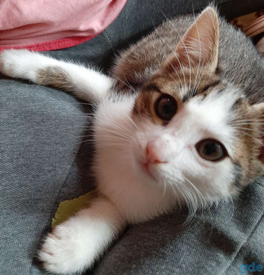 Котята в хорошие руки, фотография 9