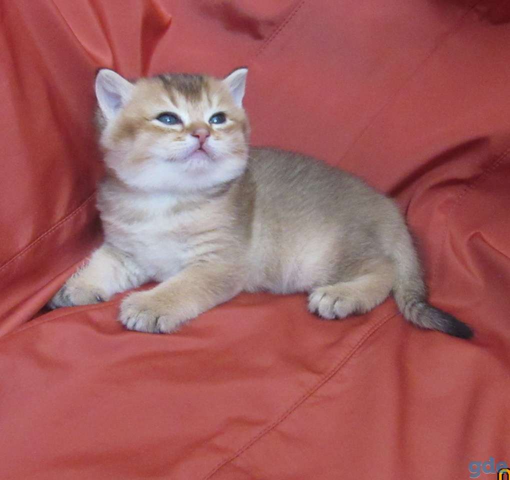 шотландские котята, фотография 7