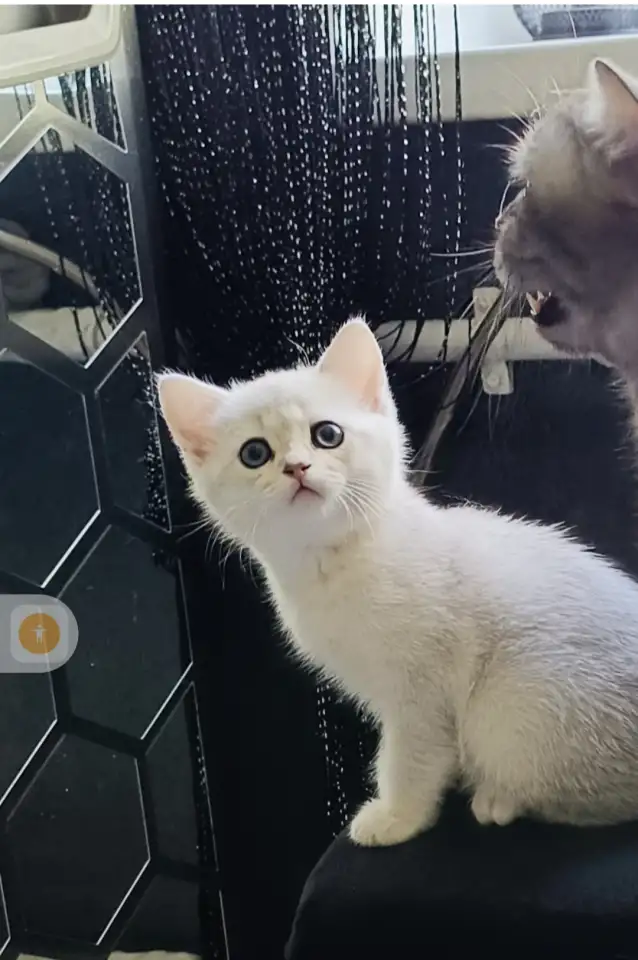 Шотландский котенок, фотография 1