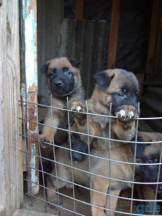 Продаются щенки Бельгийской овчарки., фотография 3
