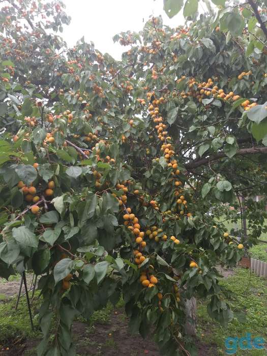 Продам 2х эт дом, ул. Фрунзе, фотография 4
