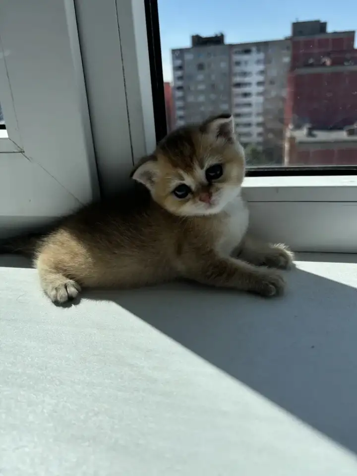Шотландский котенок золотая шиншилла, фотография 1