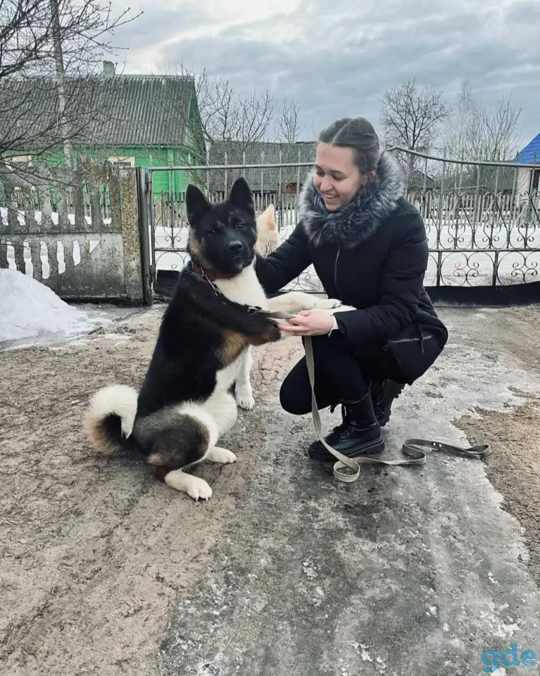 Продажа щенков американской акиты, фотография 4
