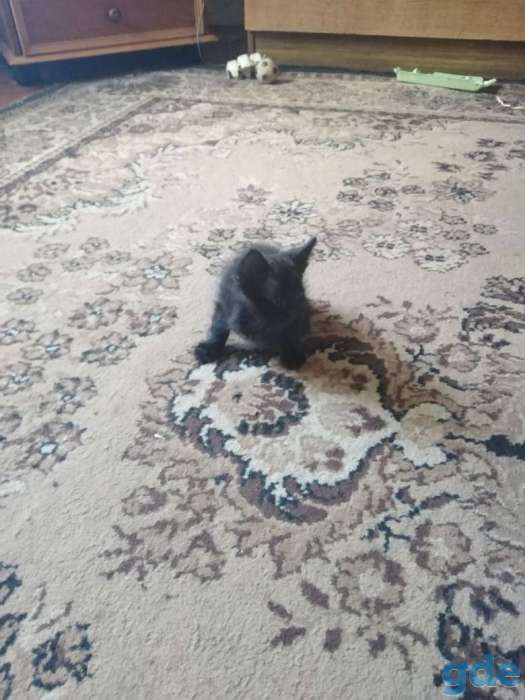 Дарю котят., фотография 3
