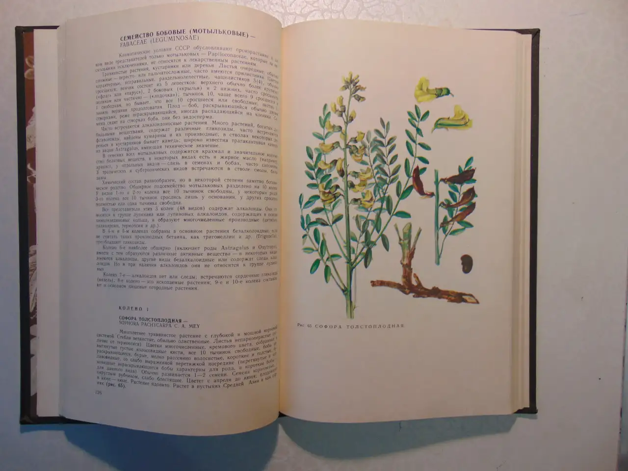 Дикорастущие лекарственные растения СССР..И. Гром, Москва, Медицина, 1976 год, 288 страниц, 153 рисунка., фотография 8