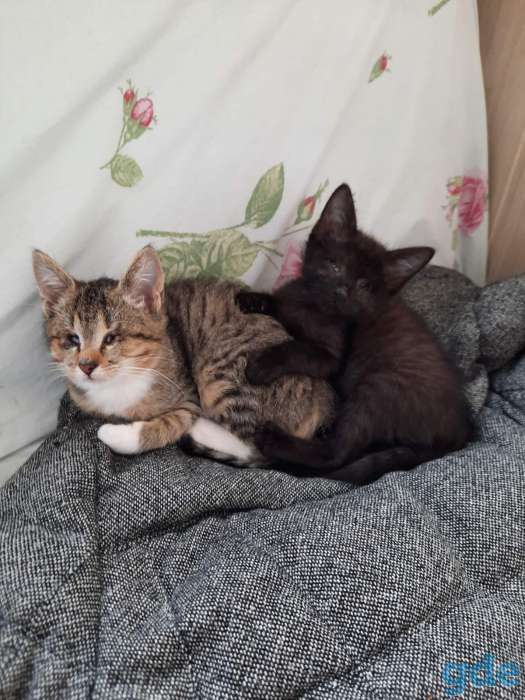 Особенные котята ищит новых дом., фотография 4