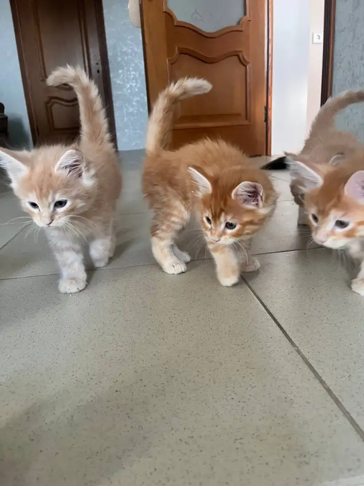 Котята, фотография 6