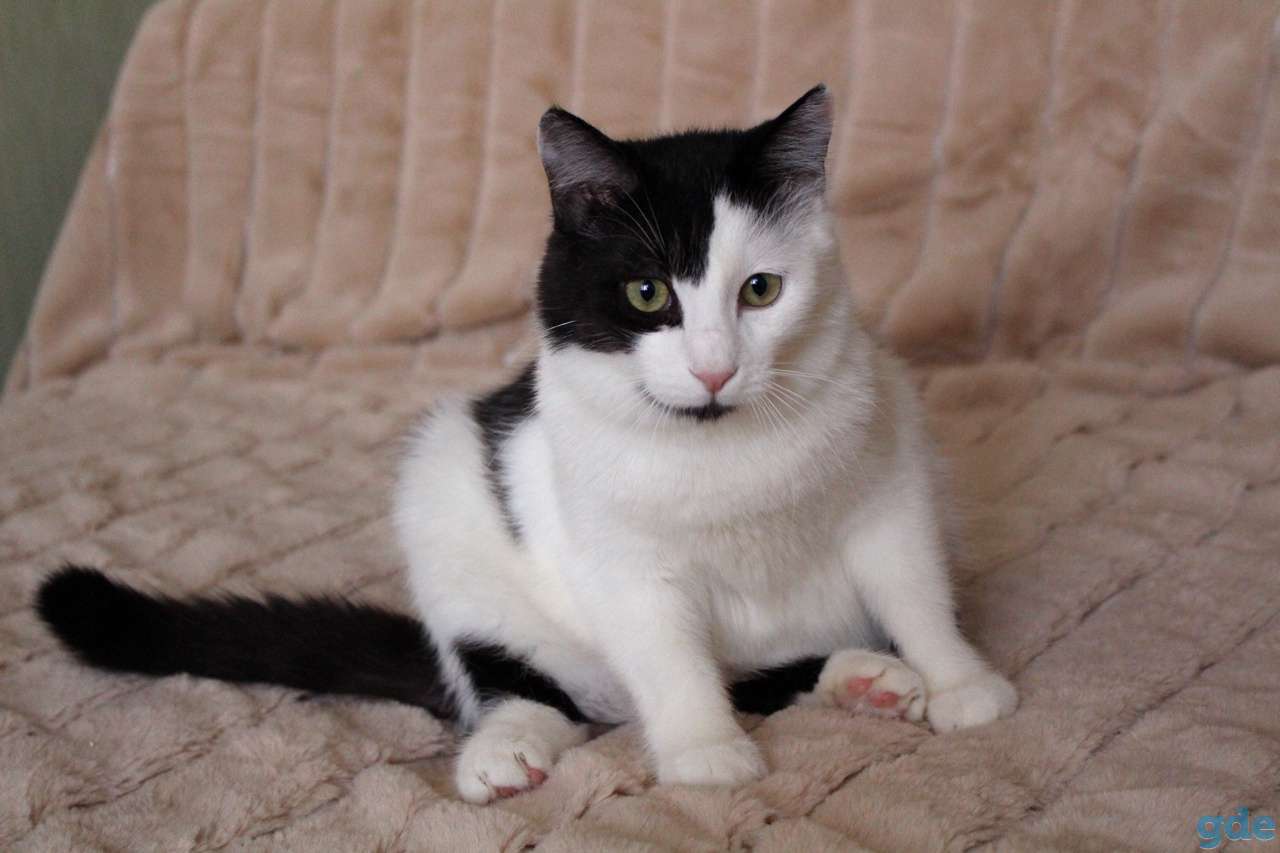 Красивый ласковый котик Бим, фотография 5