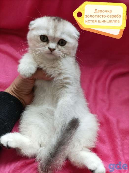 Чистокровные шотландские короткошерстные котята, фотография 4