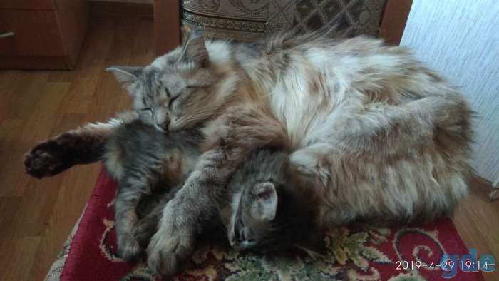 Котенок в дар, фотография 6