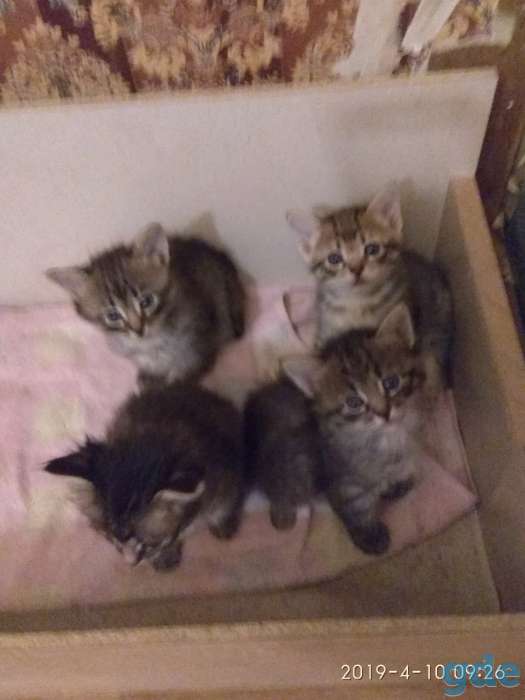 Котята в дар, фотография 1