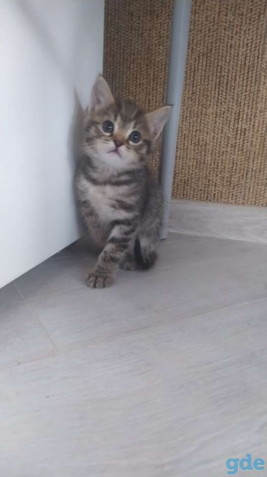 Котята в надёжные заботливые руки, фотография 2