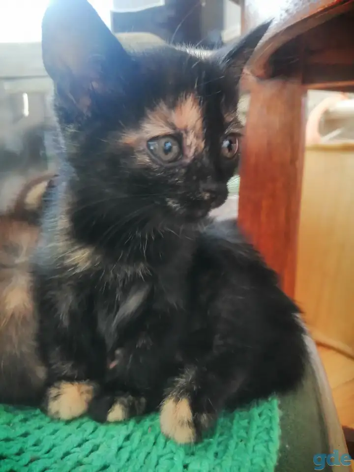 Котенок кошечка 1,5 мес Тигровый окрас, фотография 6
