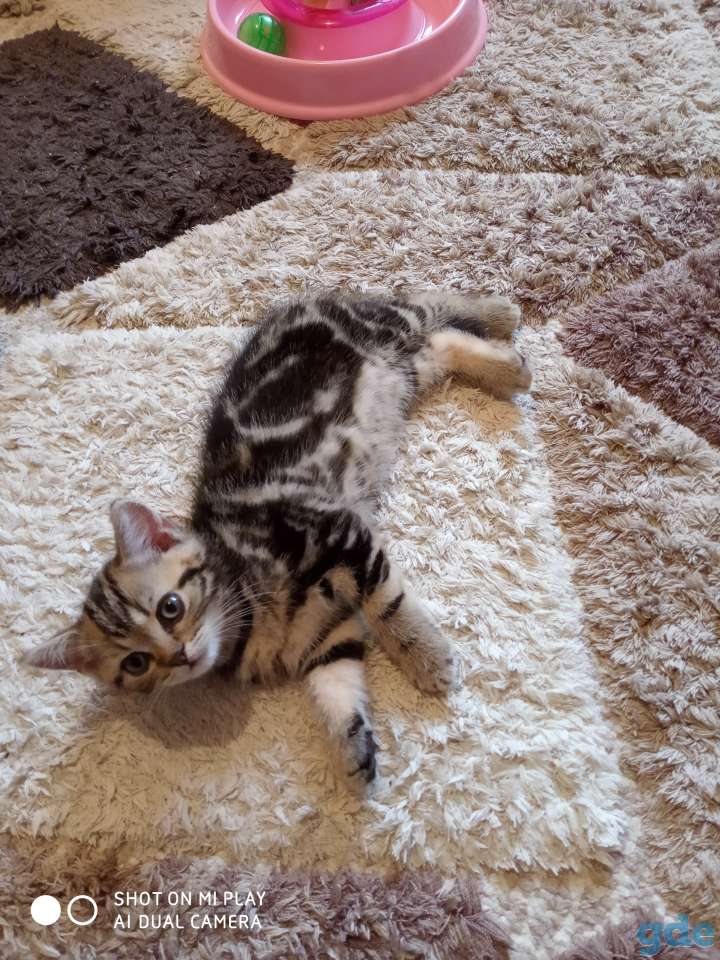 Отдам котенка, фотография 1
