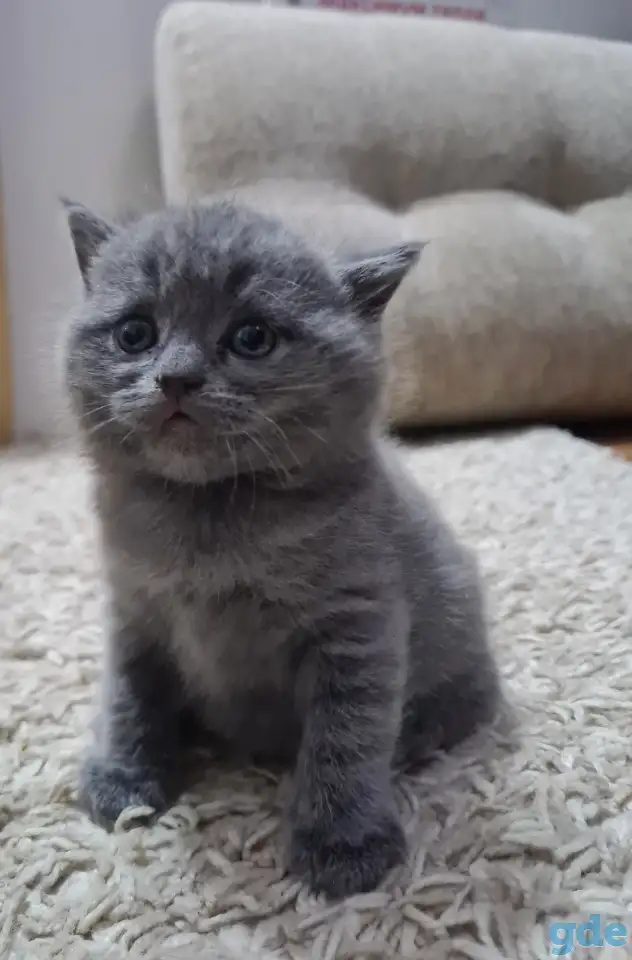 Британские короткошерстные котята, фотография 6
