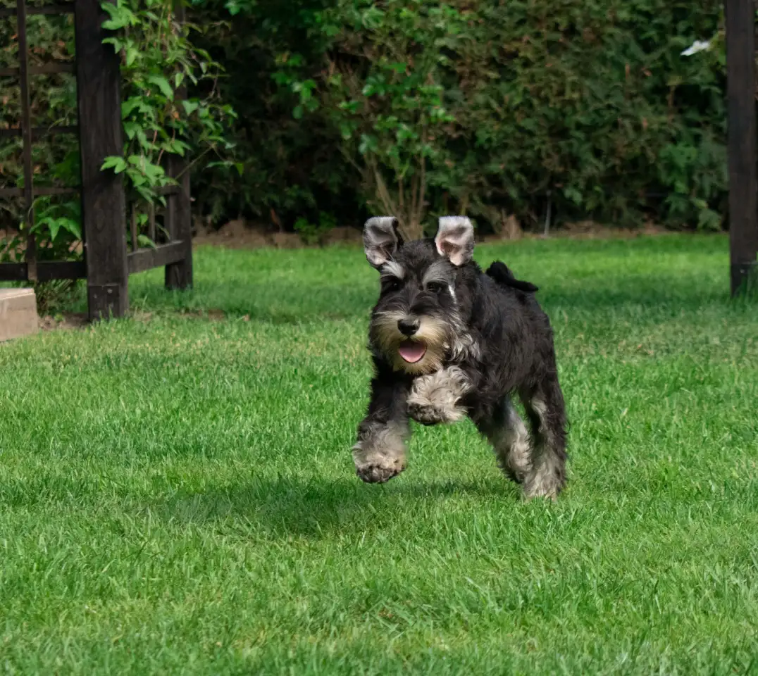 Цвергшнауцер черный с серебром девочки, фотография 3