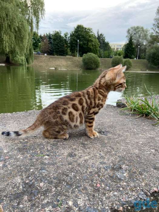 Бенгальские котята, фотография 2