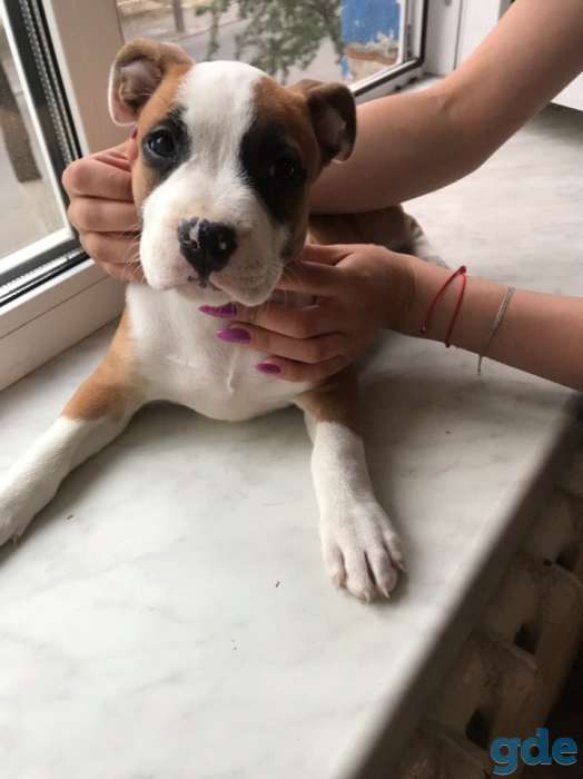 Щенки Американского стаффордширского терьера, фотография 2