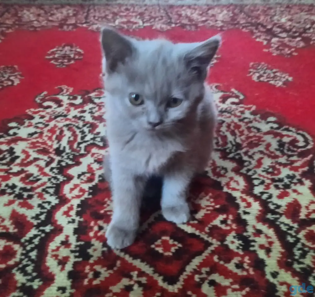 Британские кошечки, фотография 3
