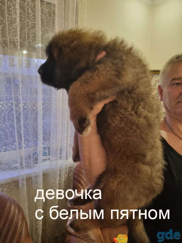 Щенки Тибетского Мастифа, фотография 7