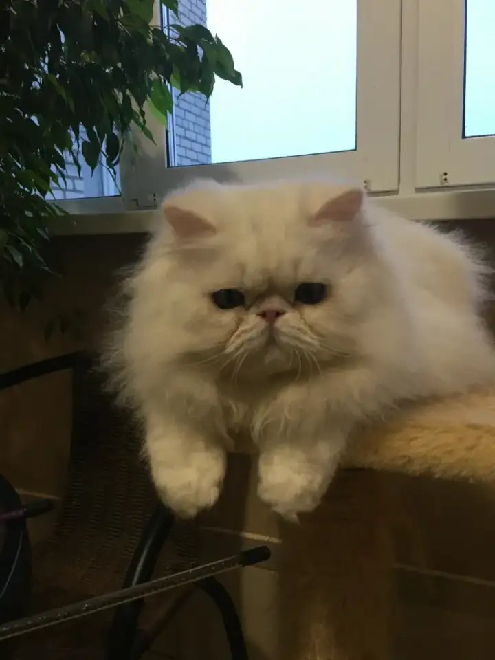 Персидский котик, фотография 4