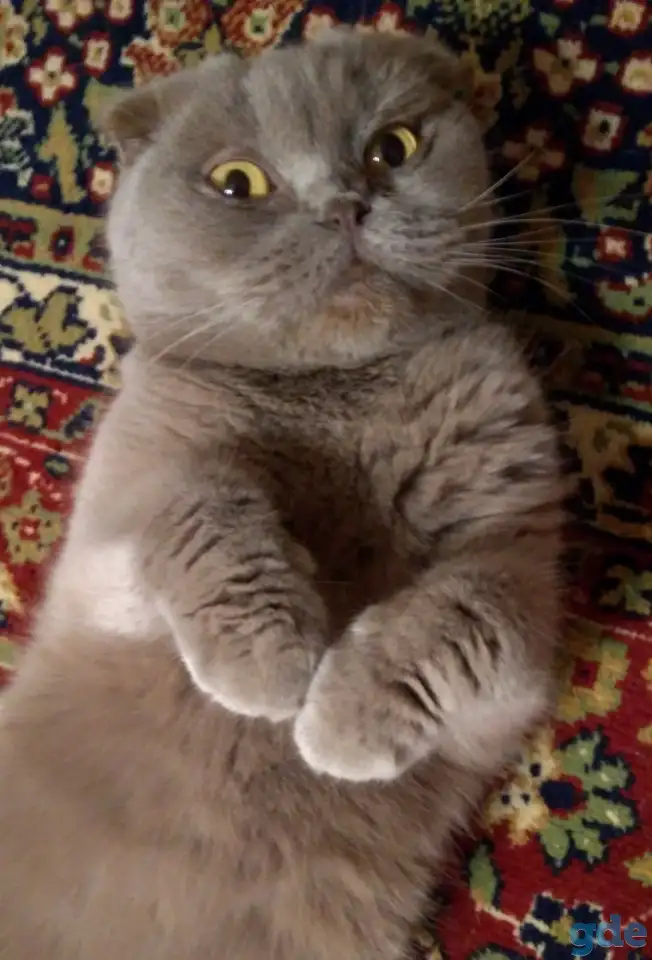 Кошка шотландская вислоухая, фотография 2