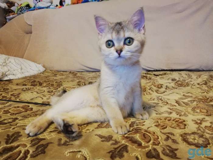 Шотландская скоттиш страйт, фотография 1